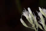 Hyssopleaf thoroughwort